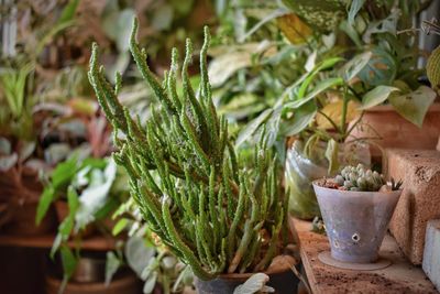 Close-up of potted plant in yard