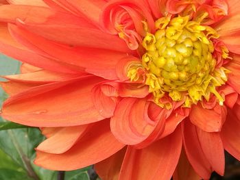 Close-up of red dahlia