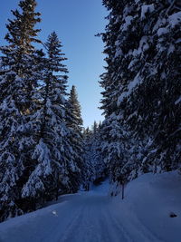 Snow covered trees by road against sky