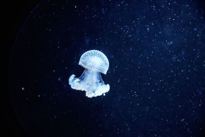 Close-up of jellyfish swimming underwater