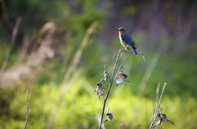 Close-up of bird perching on plant