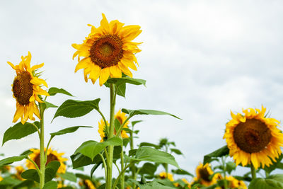 Close-up of yellow sunflower against sky