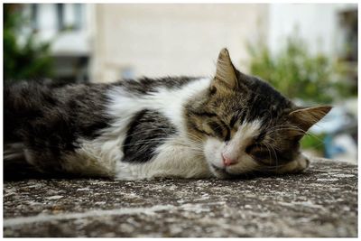 Close-up of cat relaxing outdoors