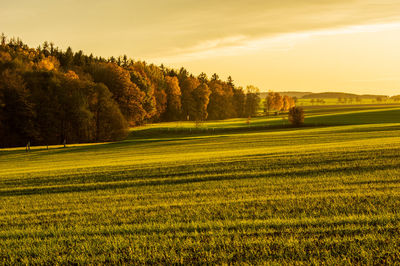 Scenic view of field against sky during sunset