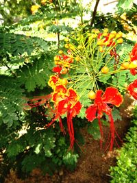 Close-up of red flowering plant