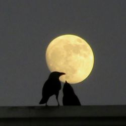Low angle view of bird perching on moon at night