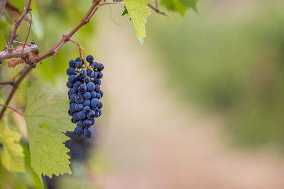 Fruits and grapes of tuscany