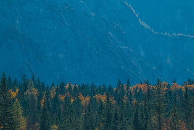 Pine trees in forest during autumn