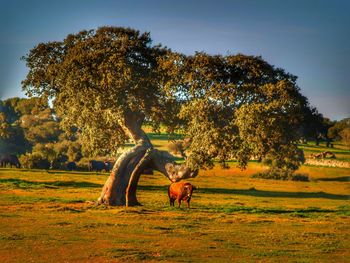 Elephant on field against trees