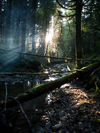 Scenic view of trees in forest