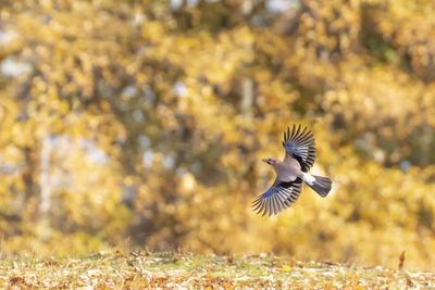 Jay in flight in autumn with yellow leaves in the background in hainault forest country park