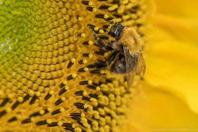 Close-up of bee pollinating on sunflower