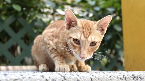 Close-up of a cat looking away