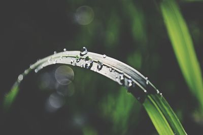 Macro shot of raindrops on grass blade