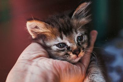 Midsection of person with kitten