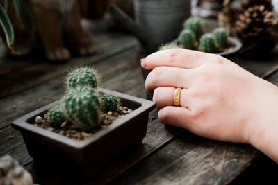 Cropped hand holding succulent plant on table 