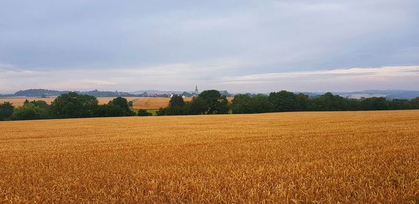 Scenic view of field against sky