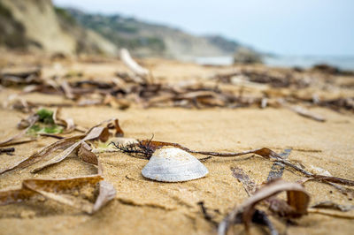 Close-up of dry leaves on sand