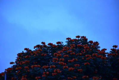 Low angle view of flowers blooming on tree