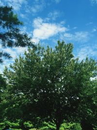 Low angle view of trees against sky