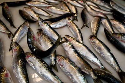 Full frame shot of fish for sale in market