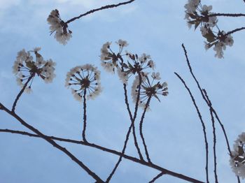 Low angle view of trees against sky