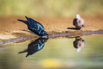 Close-up of a bird