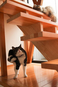 Cats on wooden steps at home