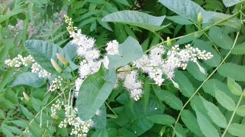 High angle view of white flowering plant