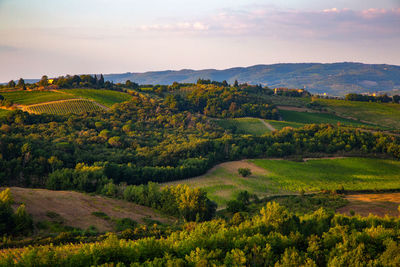 Scenic view of agricultural field against sky