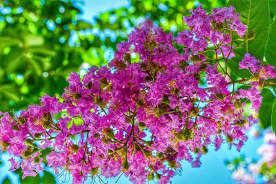 Close-up of pink flowers