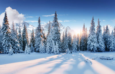 Beautiful sunlight. majestic landscape with forest at winter time. scenery background.