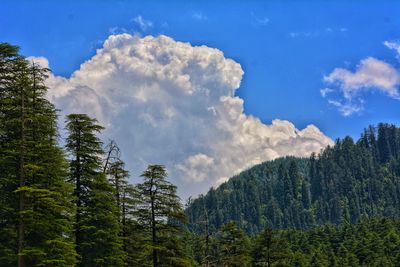 Low angle view of trees against sky