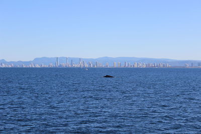 Mid distance view of whale swimming in sea