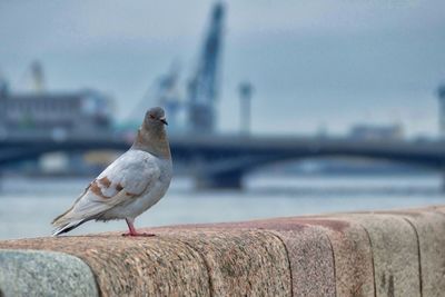 Seagull perching on retaining harbor wall