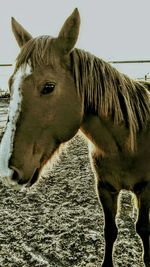 Close-up of horse against sky