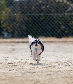 Dog running on floor