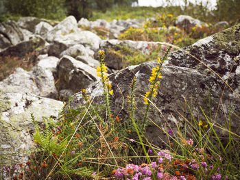 Close-up of lichen growing on rock