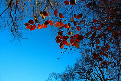 Low angle view of bare trees against blue sky