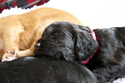 Close-up of dog relaxing on blanket