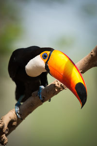 Toucan perching on branch