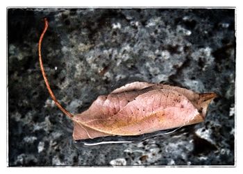 Close-up of dry leaf on water