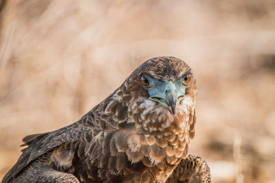 Close-up portrait of eagle perching outdoors