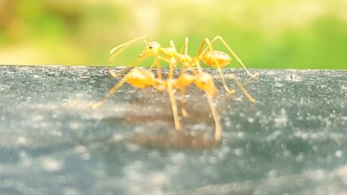 Close-up of insect on leaf