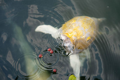 High angle view of koi carps swimming in lake