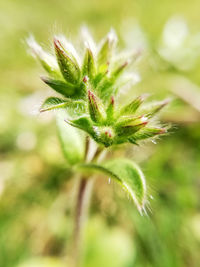 Close-up of plant