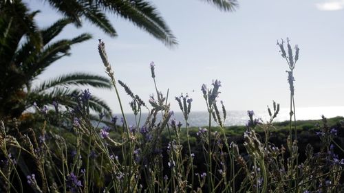 Plants growing on field