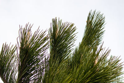 Low angle view of palm tree against sky