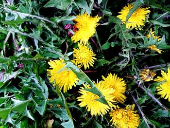 Close-up of sunflower blooming outdoors