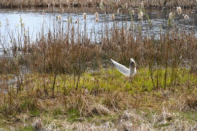 View of a bird in water